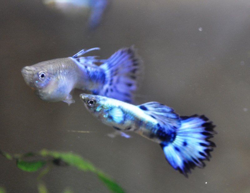 Гуппи голубой Алмаз