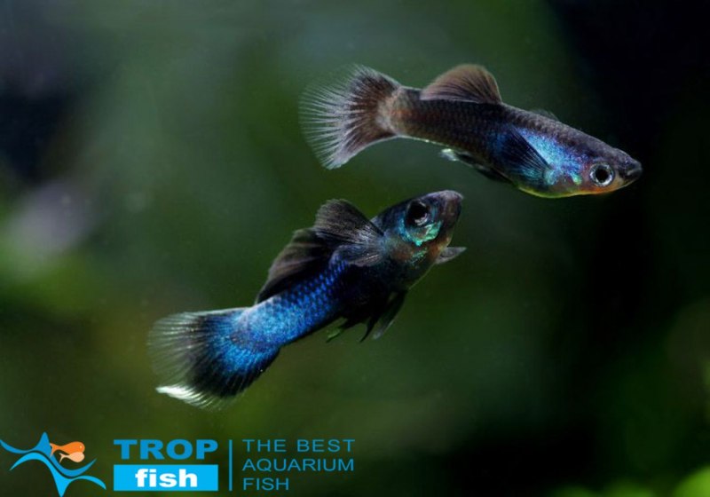 Гуппи Эндлера Панда