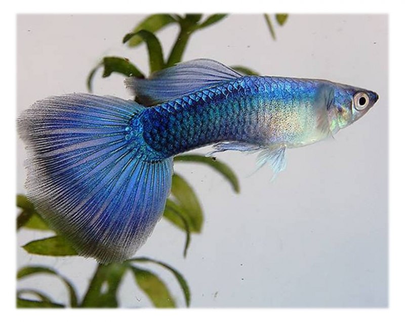 Гуппи рыбки