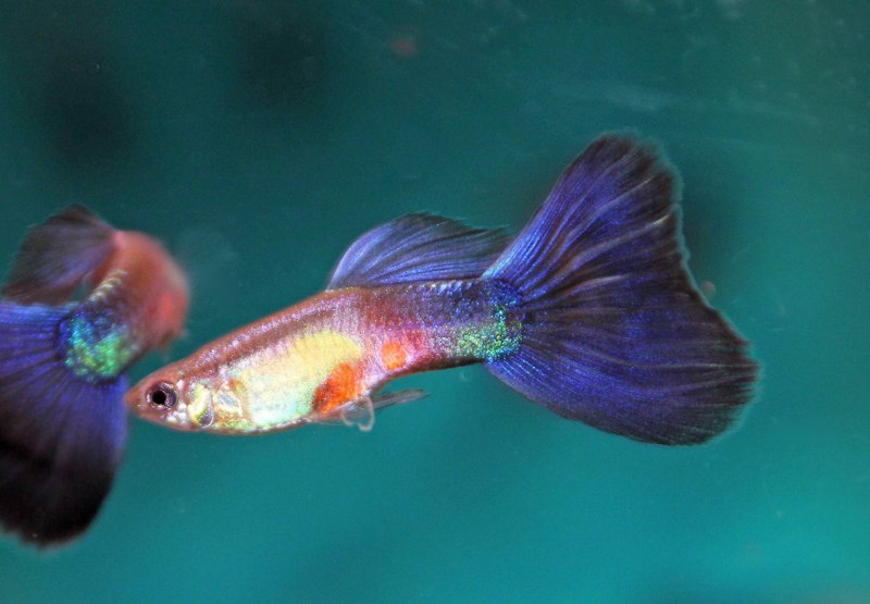 Гуппи рыбки