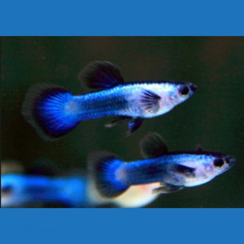 Гуппи Эндлера Панда