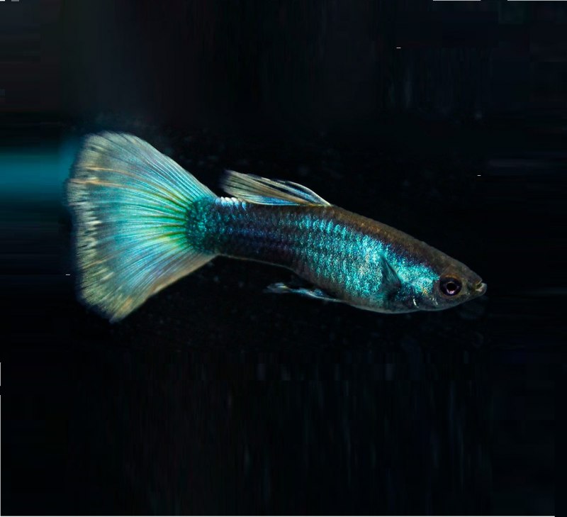 Гуппи Блю неон