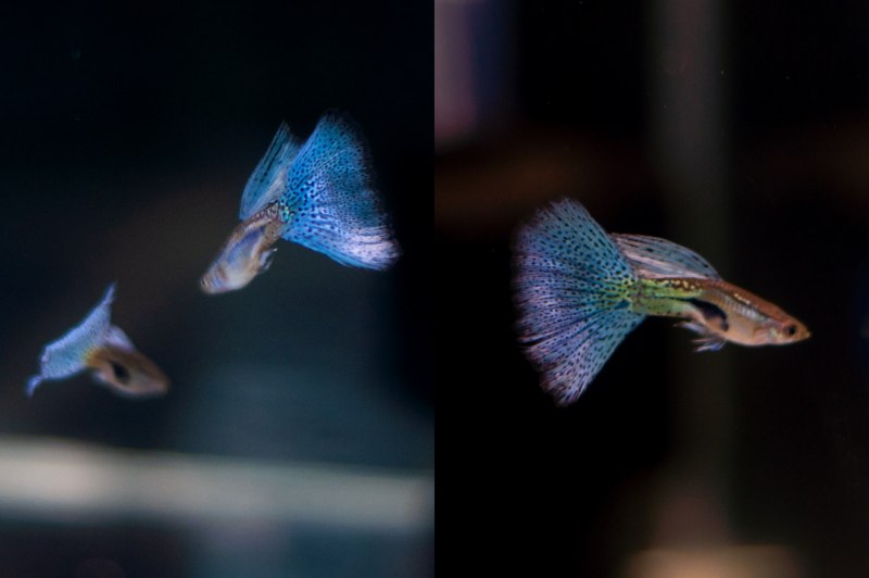Гуппи голубая трава фото