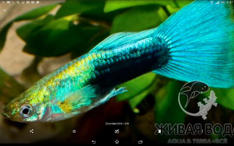 Гуппи Блю неон