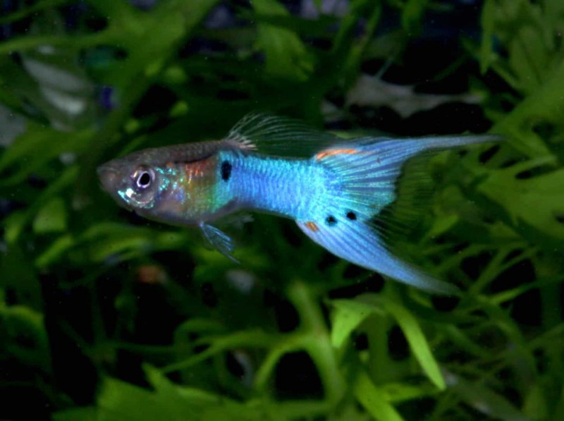 Рыбки гуппи Эндлера