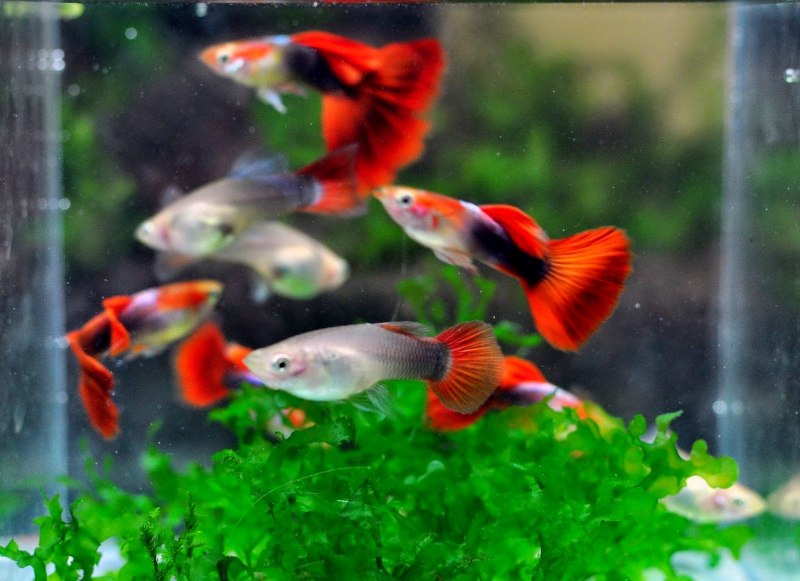 Гуппи Берлинские