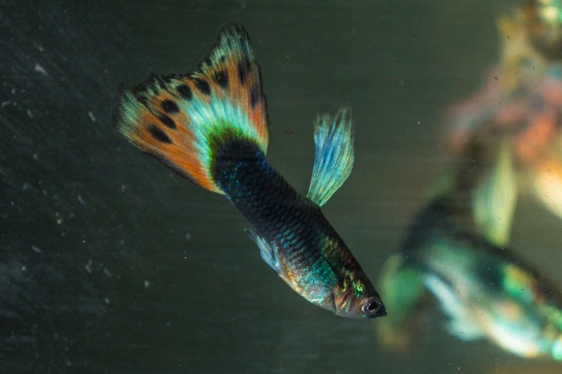 Гуппи Fancy