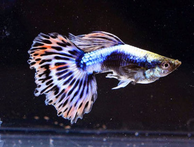 Рыбки Королевские гуппи