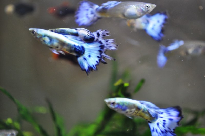Гуппи селекционные голубые аквариумные