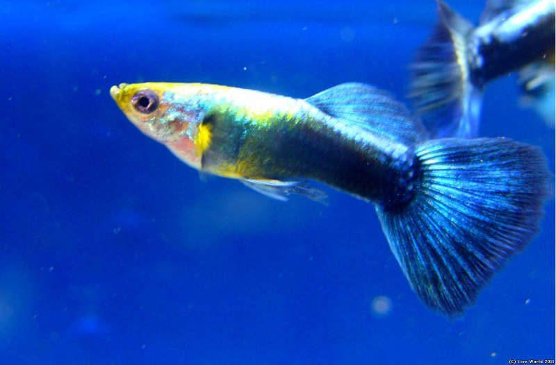 Гуппи голубой неон