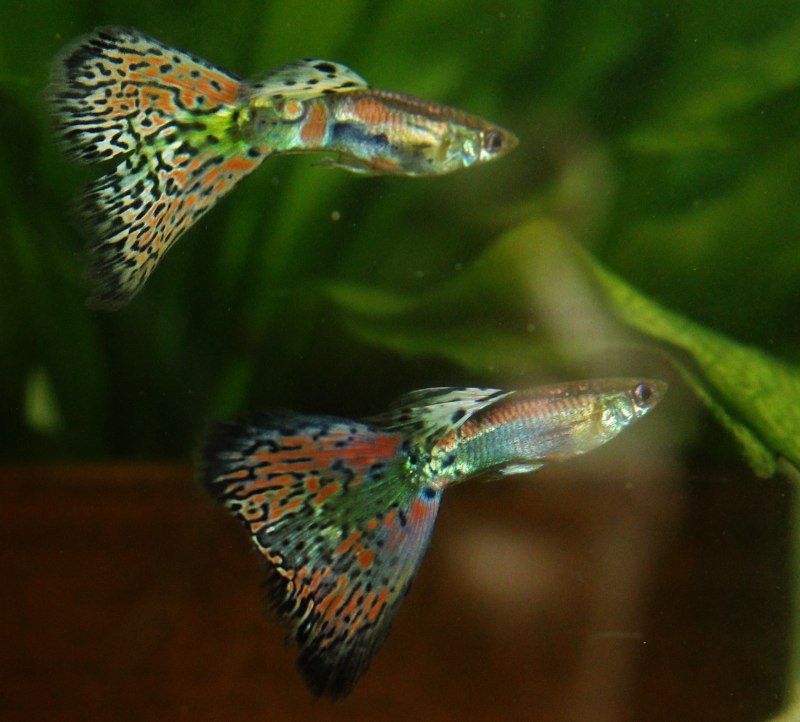 Гуппи Эндлера Павлин