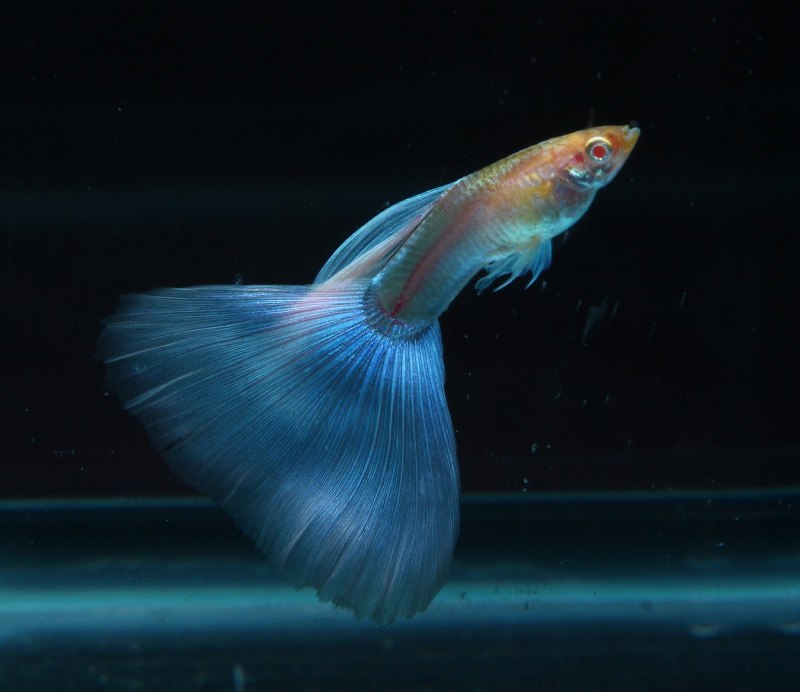 Гуппи альбинос платина