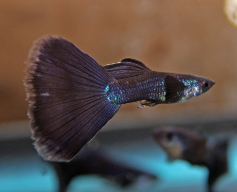 Московская голубая гуппи