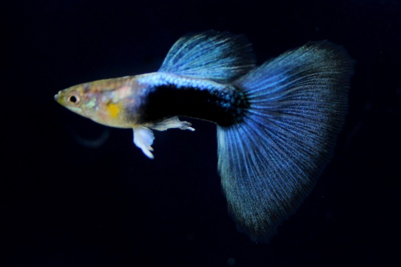 Гуппи тукседо неон