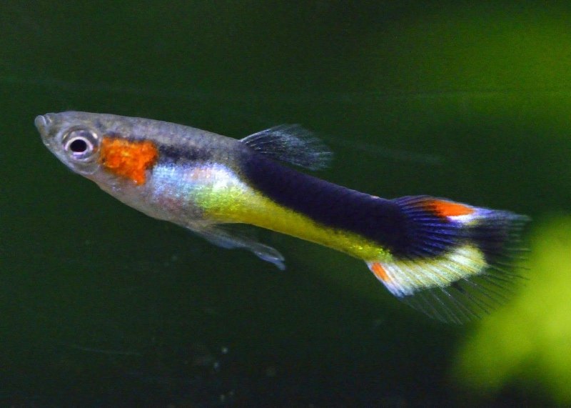 Гуппи краснохвостые