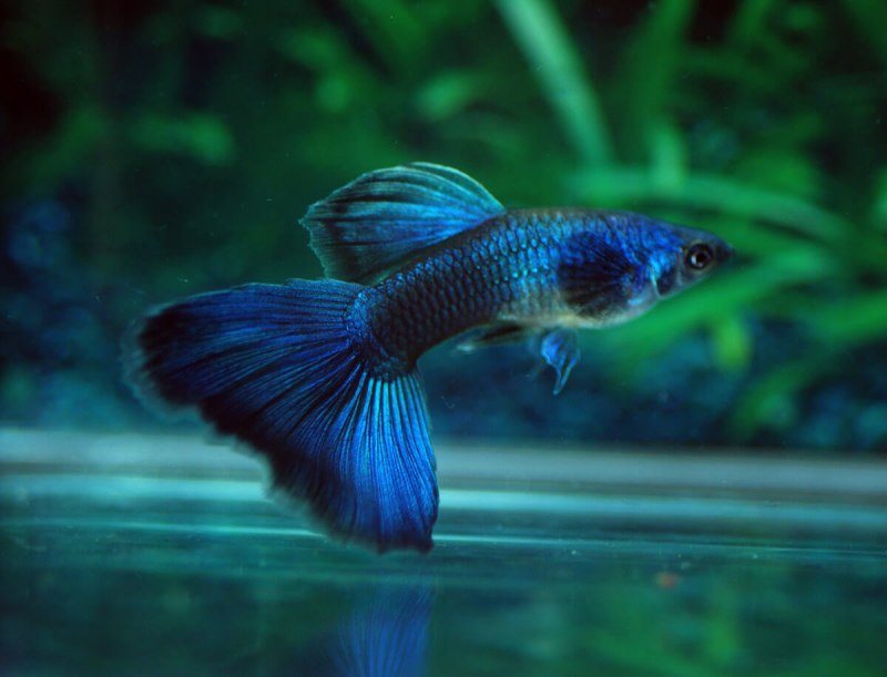 Смарагдовые гуппи