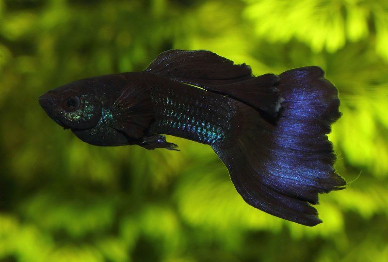 Гуппи Full Black