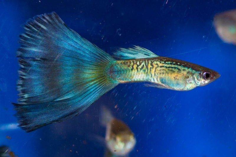 Аквариумные рыбки гуппи Московская