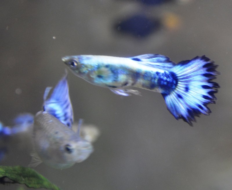 Гуппи краснохвостые