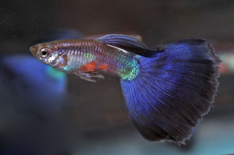 Рыбка гуппи ассорти