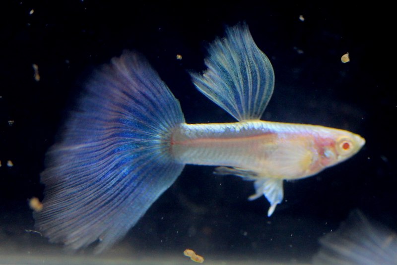 Guppy Fry photo