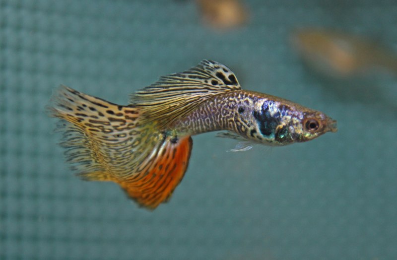 Гуппи Берлинские