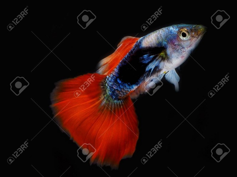 Гуппи радужные