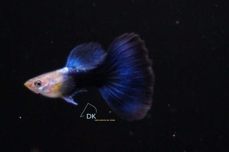 Гуппи Дамбо синий