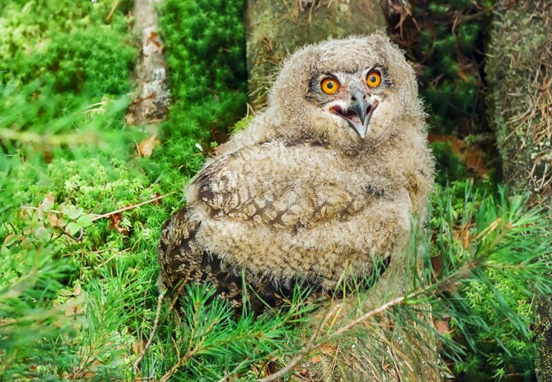 Большая рогатая Сова