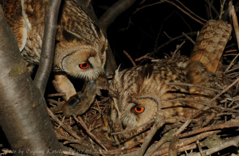 Ушастая Сова и узкоротая змея