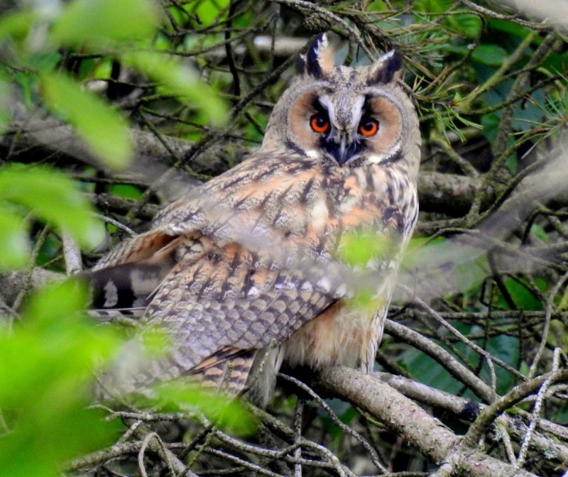 Полярная ушастая Сова