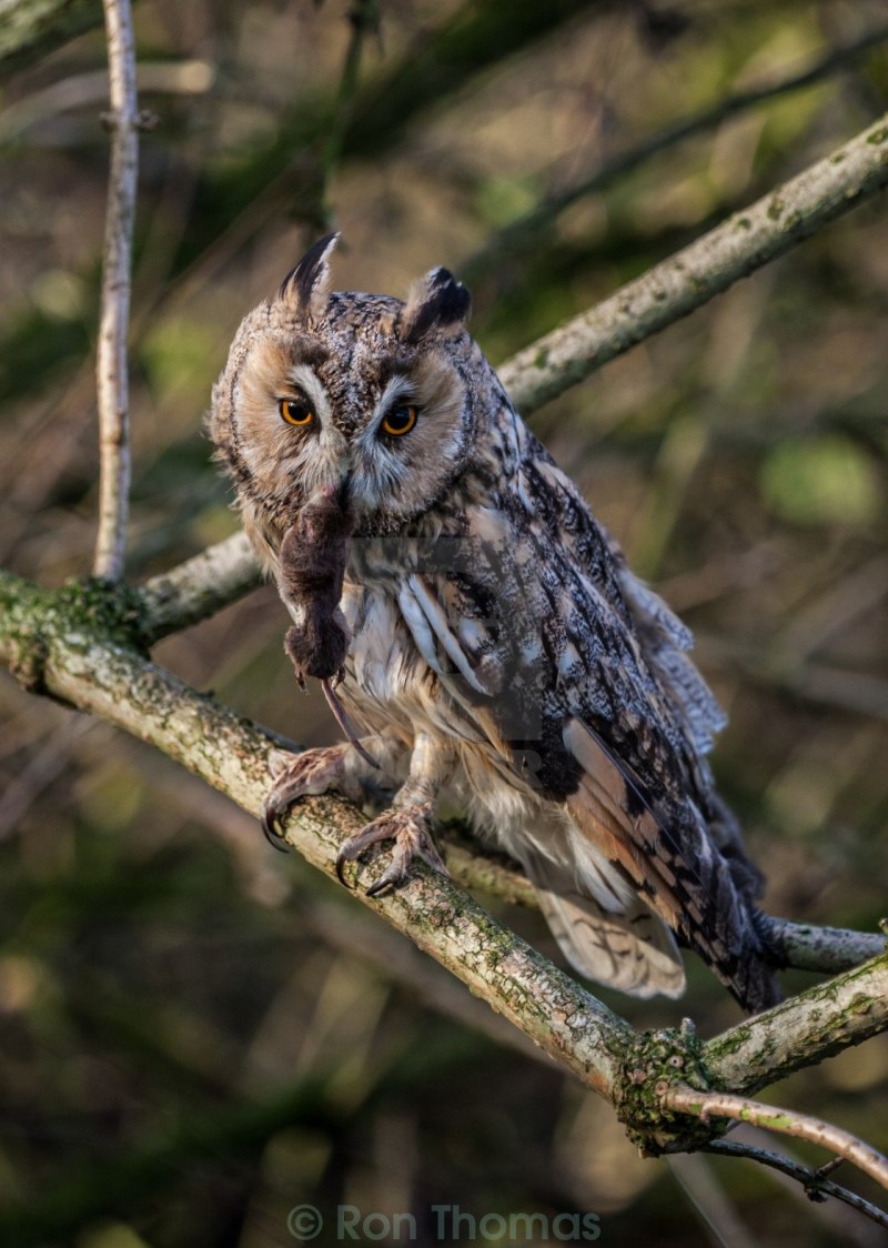 Ушастая Сова и узкоротая змея