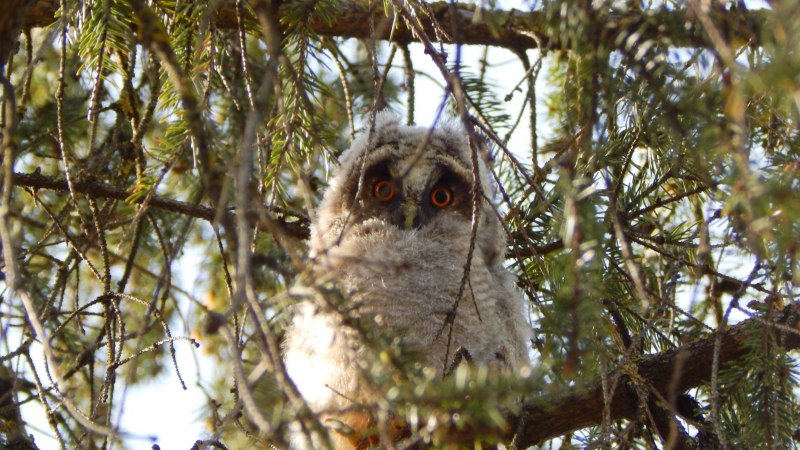 Филин обыкновенный гнездо