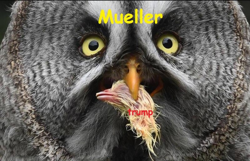 Ушастая Сова взгляд