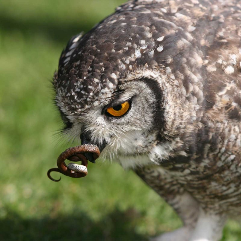 Североамериканские совки и змеи