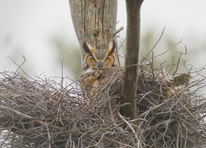 Сова в шоке