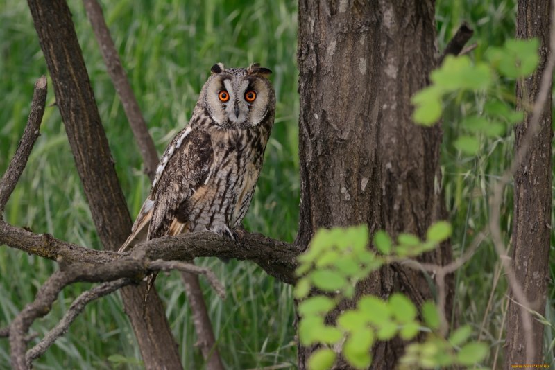 Полярная ушастая Сова