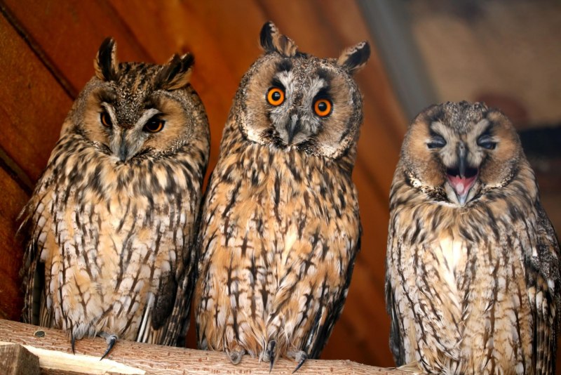 Мадагаскарская ушастая Сова