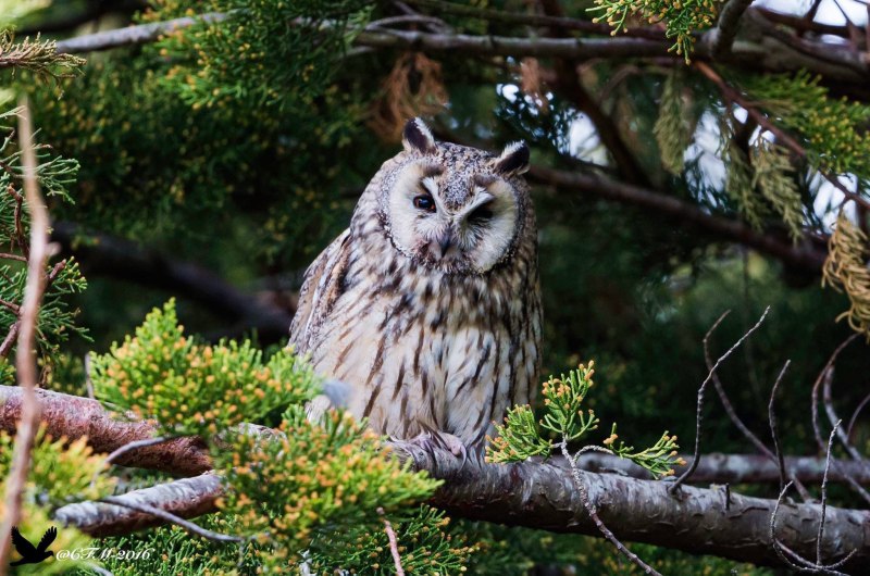 Соломонская ушастая Сова