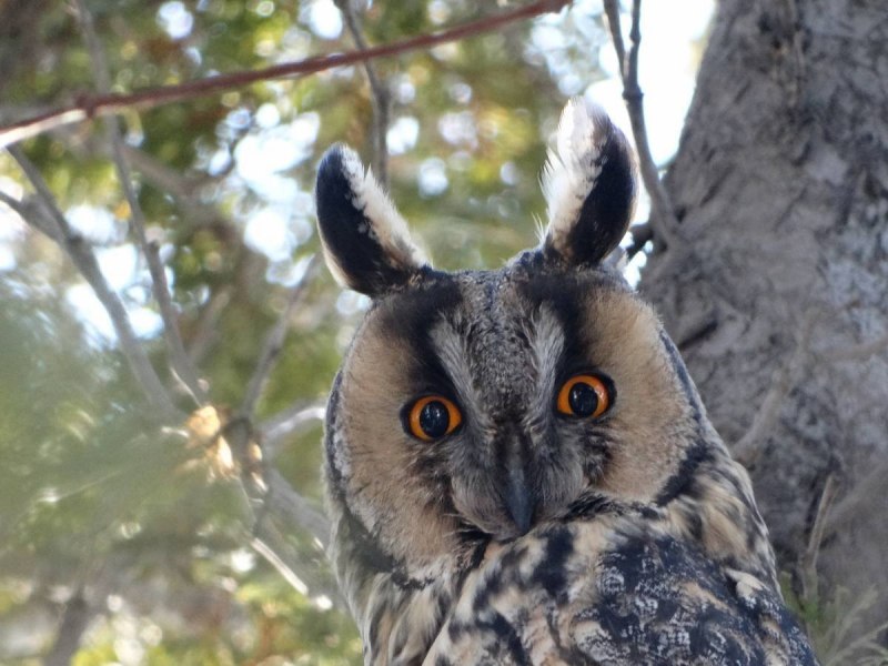 Ушастая Сова птенец