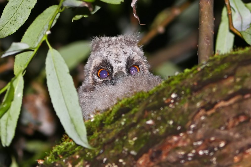 Ушастая Сова Нургуш