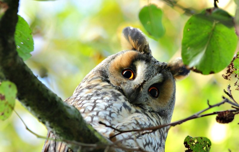 Сова питается