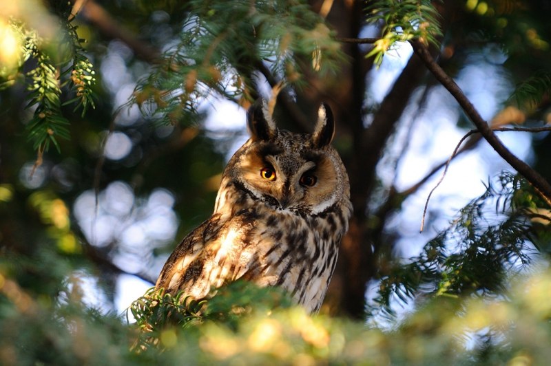 Болотная ушастая Сова