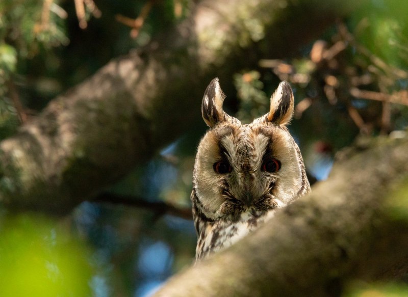 Сова хищная птица