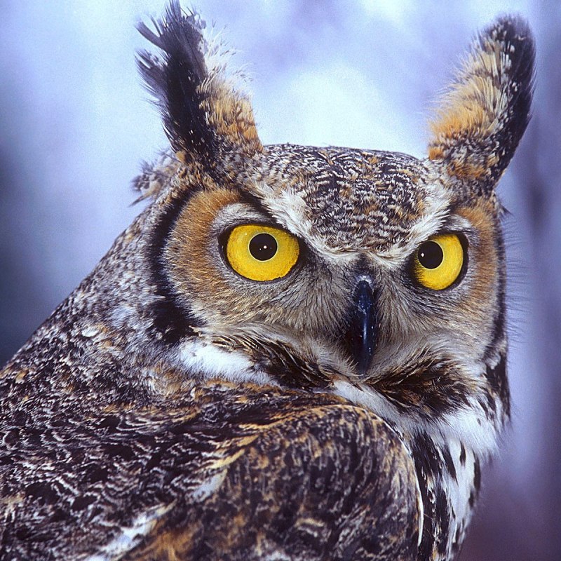 Абиссинская ушастая Сова