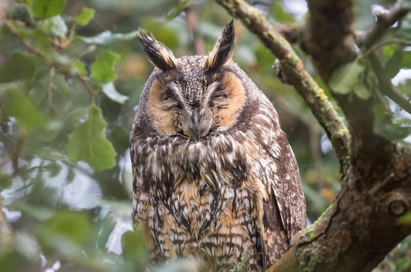 Лесная неясыть