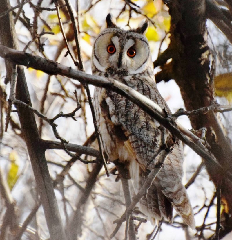 Виргинский Филин