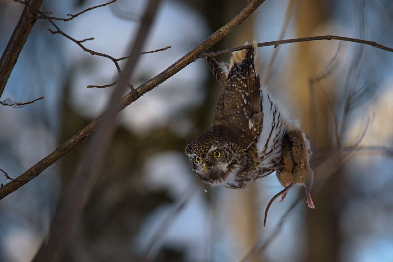 Западная малая ушастая Сова