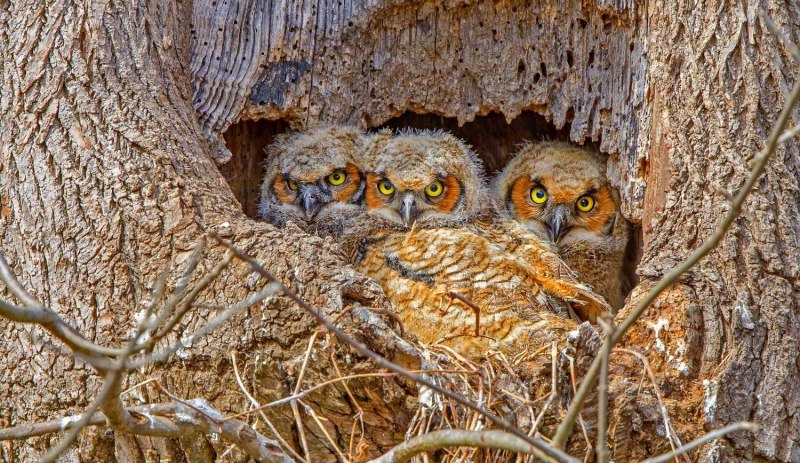 Филин с добычей