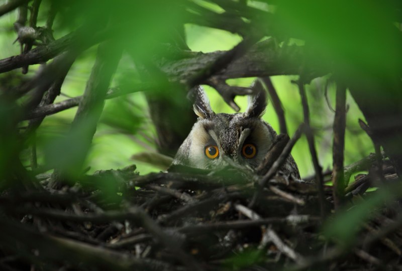 Ушастый Филин ёль